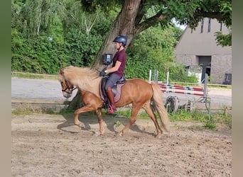 Kuc islandzki, Klacz, 13 lat, 137 cm, Kasztanowata