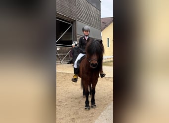 Kuc islandzki, Klacz, 13 lat, 140 cm, Gniada
