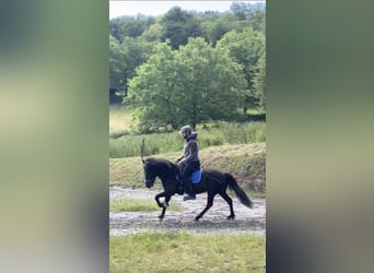 Kuc islandzki, Klacz, 13 lat, 140 cm, Kara