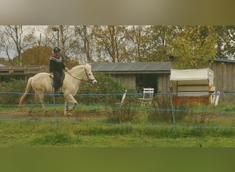 Kuc islandzki, Klacz, 13 lat, 140 cm, Siwa