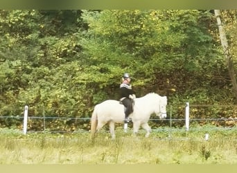 Kuc islandzki, Klacz, 13 lat, 140 cm, Siwa