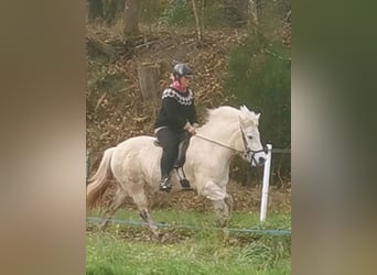 Kuc islandzki, Klacz, 13 lat, 140 cm, Siwa