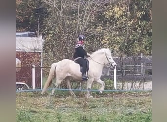 Kuc islandzki, Klacz, 13 lat, 140 cm, Siwa