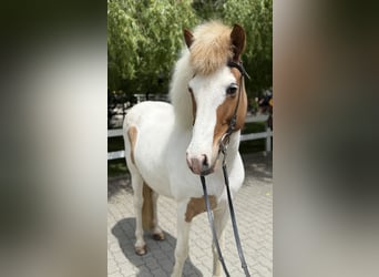 Kuc islandzki, Klacz, 13 lat, 142 cm, Srokata
