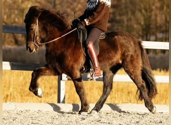 Kuc islandzki, Klacz, 13 lat, 145 cm, Kara