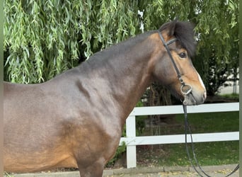 Kuc islandzki, Klacz, 13 lat, 146 cm, Gniada