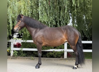 Kuc islandzki, Klacz, 13 lat, 146 cm, Gniada