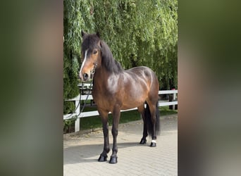 Kuc islandzki, Klacz, 13 lat, 146 cm, Gniada