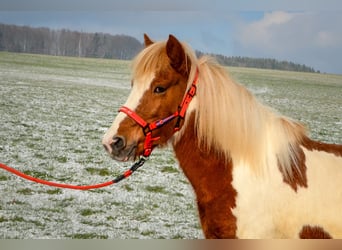 Kuc islandzki, Klacz, 13 lat, Srokata