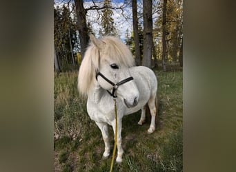 Kuc islandzki, Klacz, 14 lat, 130 cm, Siwa