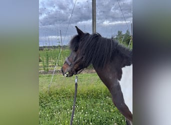 Kuc islandzki, Klacz, 14 lat, 137 cm, Srokata