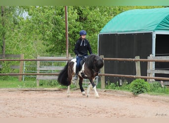 Kuc islandzki, Klacz, 14 lat, 137 cm, Srokata