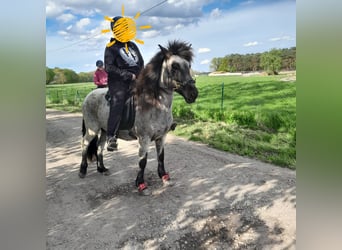 Kuc islandzki, Klacz, 14 lat, 140 cm, Karodereszowata