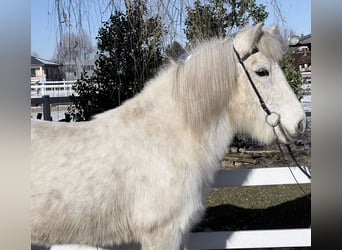 Kuc islandzki, Klacz, 14 lat, 143 cm, Siwa