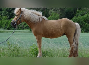 Kuc islandzki, Klacz, 15 lat, 135 cm, Bułana