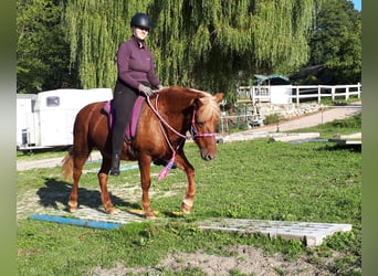 Kuc islandzki Mix, Klacz, 15 lat, 138 cm