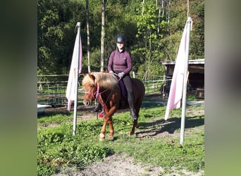 Kuc islandzki Mix, Klacz, 15 lat, 138 cm
