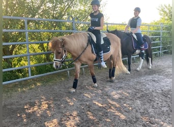Kuc islandzki, Klacz, 15 lat, 138 cm, Srokata
