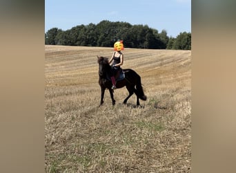 Kuc islandzki, Klacz, 17 lat, 133 cm, Ciemnogniada