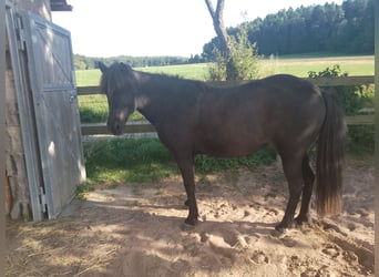 Kuc islandzki, Klacz, 17 lat, 135 cm, Kara