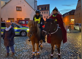Kuc islandzki, Klacz, 17 lat, 135 cm, Kasztanowata