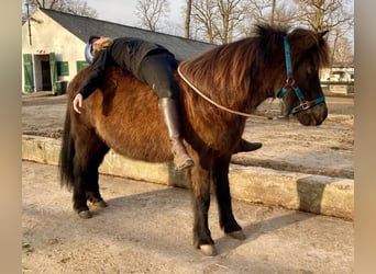 Kuc islandzki, Klacz, 17 lat, 137 cm, Skarogniada