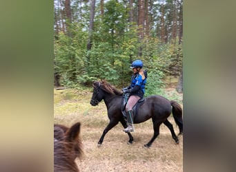 Kuc islandzki, Klacz, 17 lat, 137 cm, Skarogniada