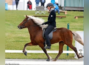 Kuc islandzki, Klacz, 17 lat, 138 cm