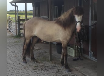 Kuc islandzki, Klacz, 19 lat, 142 cm, Formy Brown Falb