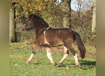 Kuc islandzki, Klacz, 1 Rok, 140 cm, Srokata
