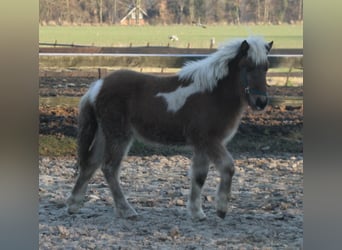 Kuc islandzki, Klacz, 1 Rok, 140 cm, Srokata