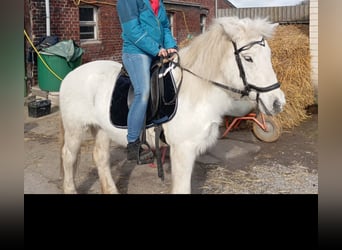 Kuc islandzki, Klacz, 23 lat, 135 cm, Siwa