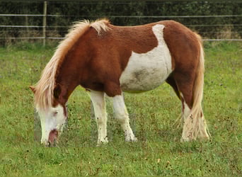 Kuc islandzki, Klacz, 2 lat, 140 cm, Biała