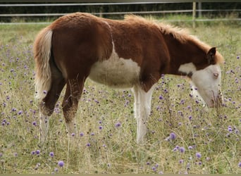 Kuc islandzki, Klacz, 2 lat, 140 cm, Biała