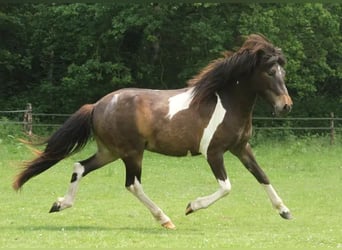 Kuc islandzki, Klacz, 2 lat, 140 cm, Srokata