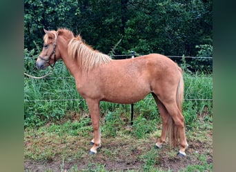 Kuc islandzki, Klacz, 2 lat, 144 cm, Kasztanowata