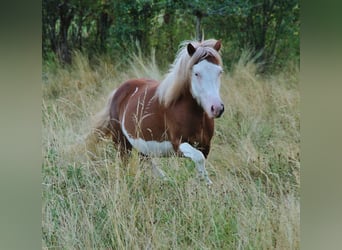 Kuc islandzki, Klacz, 3 lat, 136 cm, Biała
