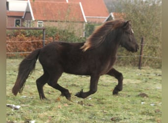 Kuc islandzki, Klacz, 3 lat, 136 cm, Kara