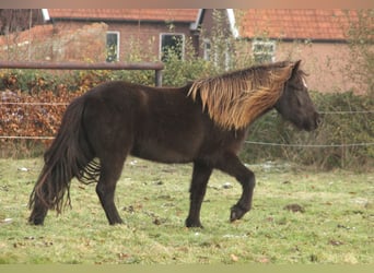 Kuc islandzki, Klacz, 3 lat, 136 cm, Kara