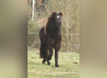 Kuc islandzki, Klacz, 3 lat, 136 cm, Kara