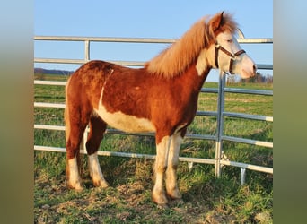 Kuc islandzki, Klacz, 3 lat, 138 cm, Kasztanowata