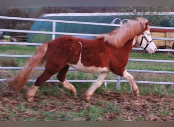 Kuc islandzki, Klacz, 3 lat, 138 cm, Kasztanowata