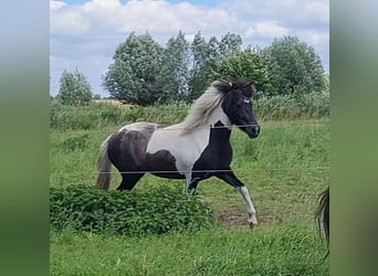 Kuc islandzki, Klacz, 3 lat, 138 cm, Może być siwy