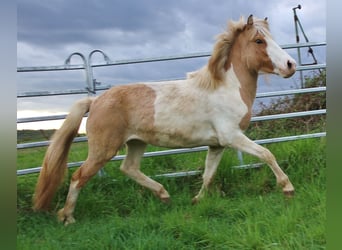 Kuc islandzki, Klacz, 3 lat, 139 cm, Srokata