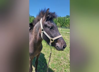 Kuc islandzki, Klacz, 3 lat, 140 cm, Ciemnogniada