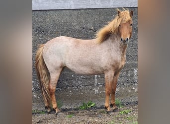 Kuc islandzki, Klacz, 3 lat, 142 cm, Kasztanowatodereszowata