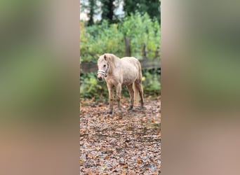 Kuc islandzki, Klacz, 4 lat, 140 cm, Izabelowata