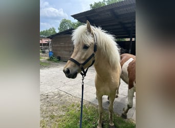 Kuc islandzki, Klacz, 4 lat, 140 cm, Izabelowata