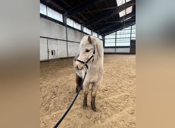 Kuc islandzki, Klacz, 4 lat, 140 cm, Izabelowata