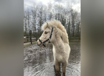 Kuc islandzki, Klacz, 4 lat, 140 cm, Izabelowata
